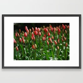 Tulips, tulips.. i know... tulips Framed Art Print