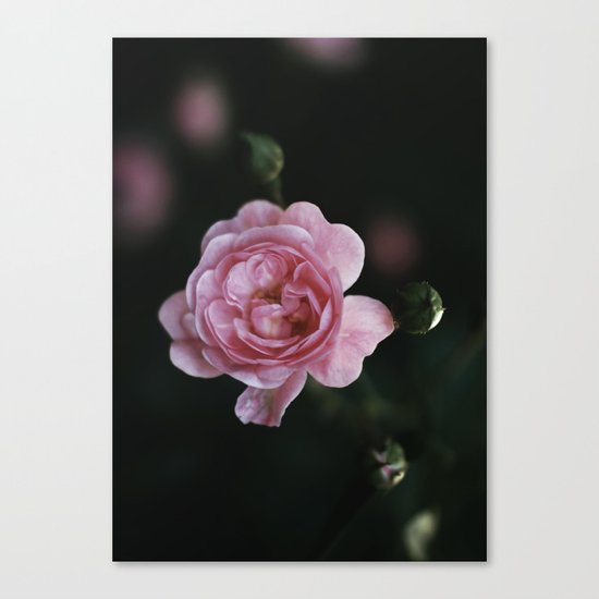 pink rose Canvas Print