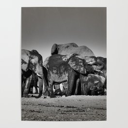 Elephant Herd Circling II Poster