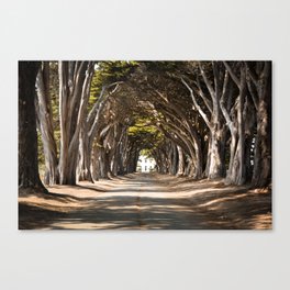 California Cypress Tree Tunnel Canvas Print