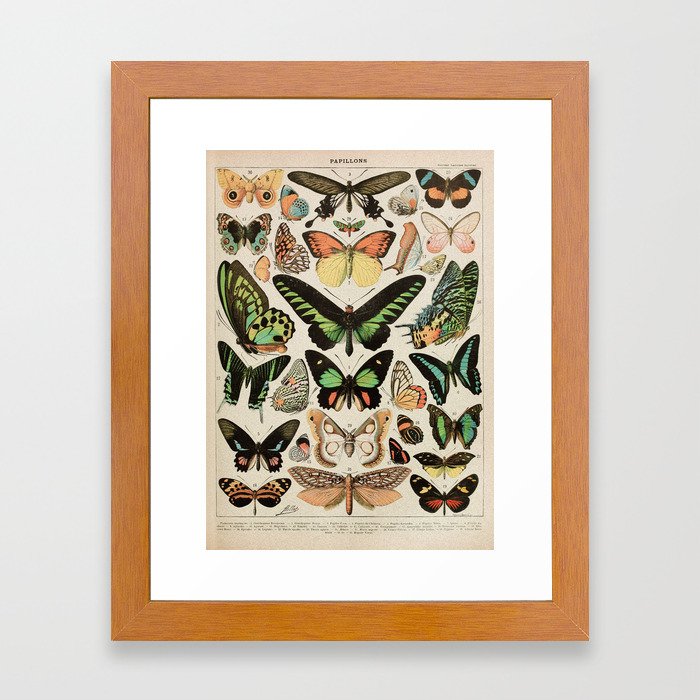 Papillon II Vintage French Butterfly Chart by Adolphe Millot Framed Art Print