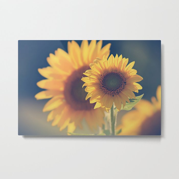 Sunflower 02 Metal Print