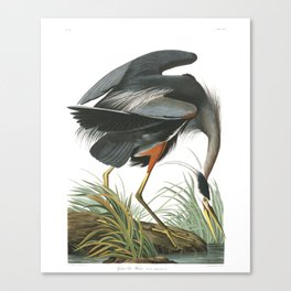 Great Blue Heron (Audubon) Canvas Print