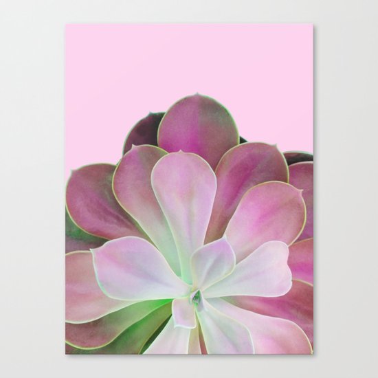 Acid Green and Pink Echeveria Canvas Print