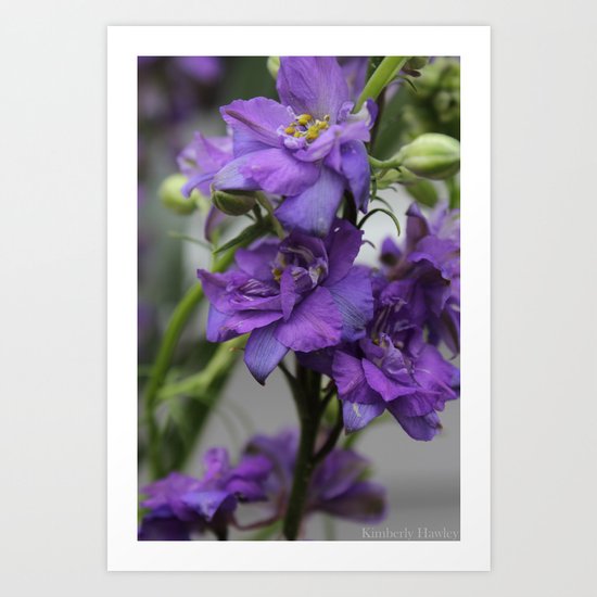 Purple Larkspur Art Print