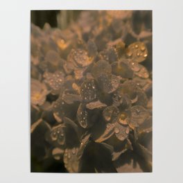 Hortensia Flower with Water Droplets Poster