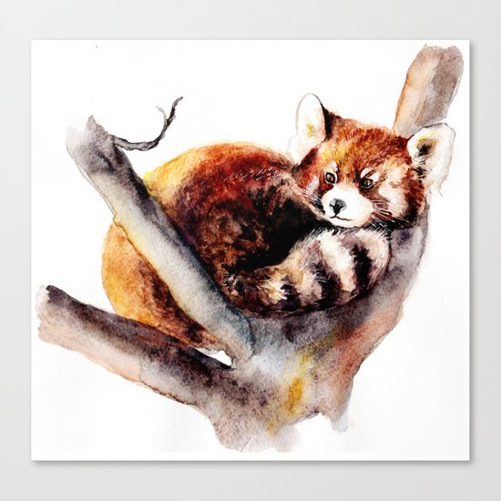 Red Panda Canvas Print