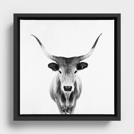 Wild Longhorn Cow Print - Black White Cow Portrait - Animal - Travel photograpy Framed Canvas