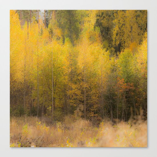 Fall color forest Canvas Print