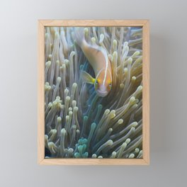 Clownfish stare intensifies Framed Mini Art Print