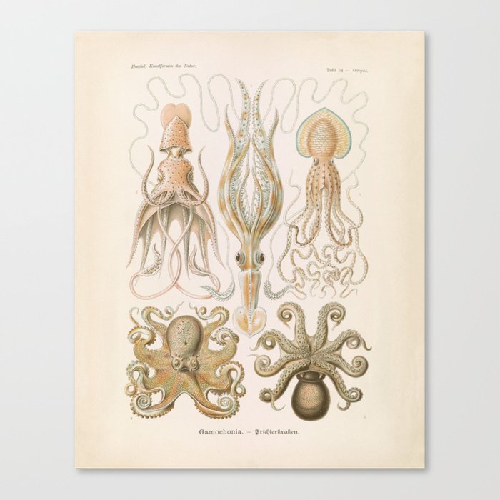Vintage Octopus Ilration Print Scientific Ilrations Wall Art Canvas By Design Outfitters Society6 - Octopus Wall Decor Canvas