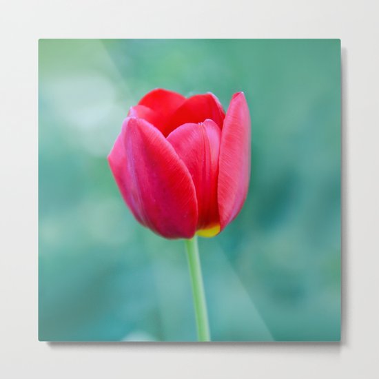 Pink Tulip, Spring Garden Flower Metal Print