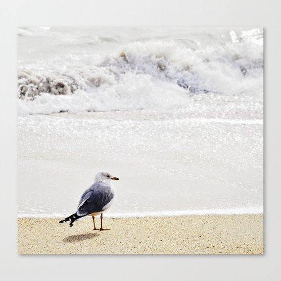 Solitary Gull Canvas Print