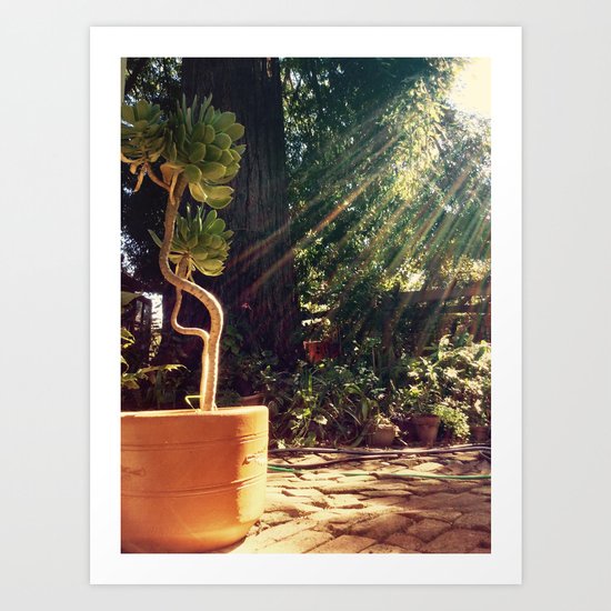 Sunshine on succulents Art Print