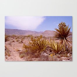 Yucca Desert Canvas Print