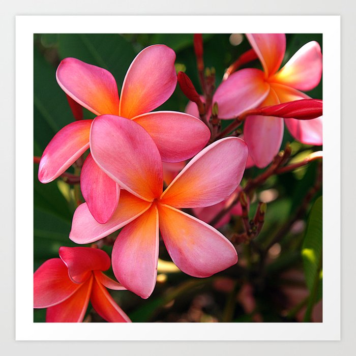 Tropical Pink Plumeria Flowers In Hawaiian Dappled Sunshine Art Print
