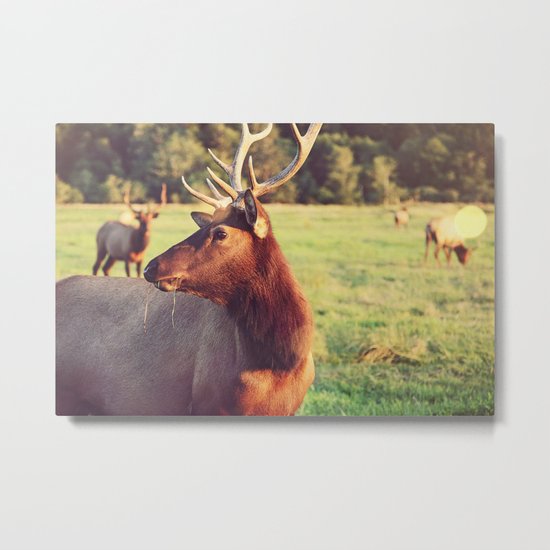 Summer Fields | 05 Metal Print