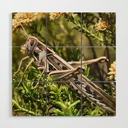 South Africa Photography - Insect In The Wilderness Wood Wall Art
