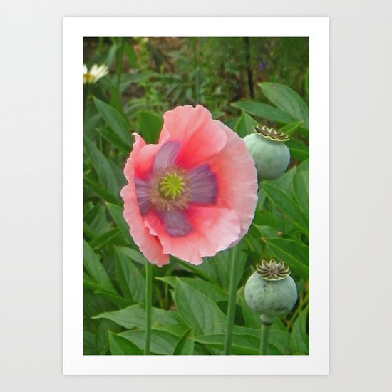 The Last Poppy Art Print