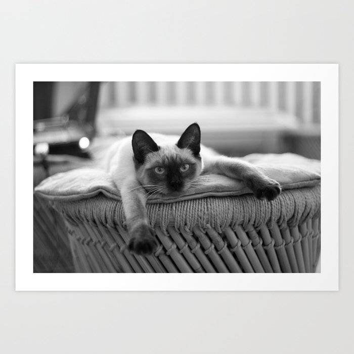 Are you living your best life? Siamese cat chillin' out black and white photograph - photography - photographs Art Print