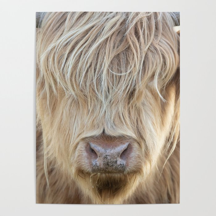 Highland cattle in the sun | Wildlife portrait photography Netherlands Poster