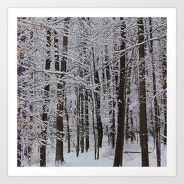 Winter Trees, Knox Farm State Park, 2013 Art Print