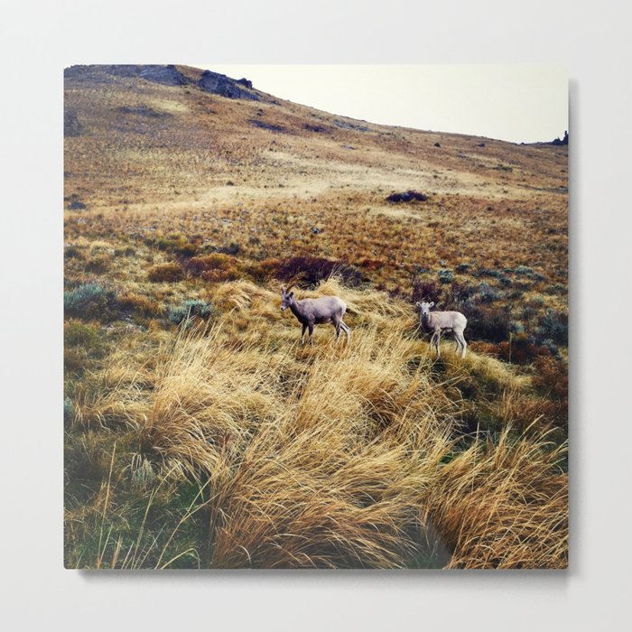 Mountain Sheep Metal Print