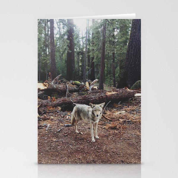 Injured Coyote Stationery Cards