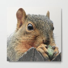  Eating Squirrel Metal Print | Brownsquirrel, Squirrel, Animal, Photo, Rodent, Cutesquirrel, Funsquirrel, Hamster, Squirrellover, Adorablesquirrel 