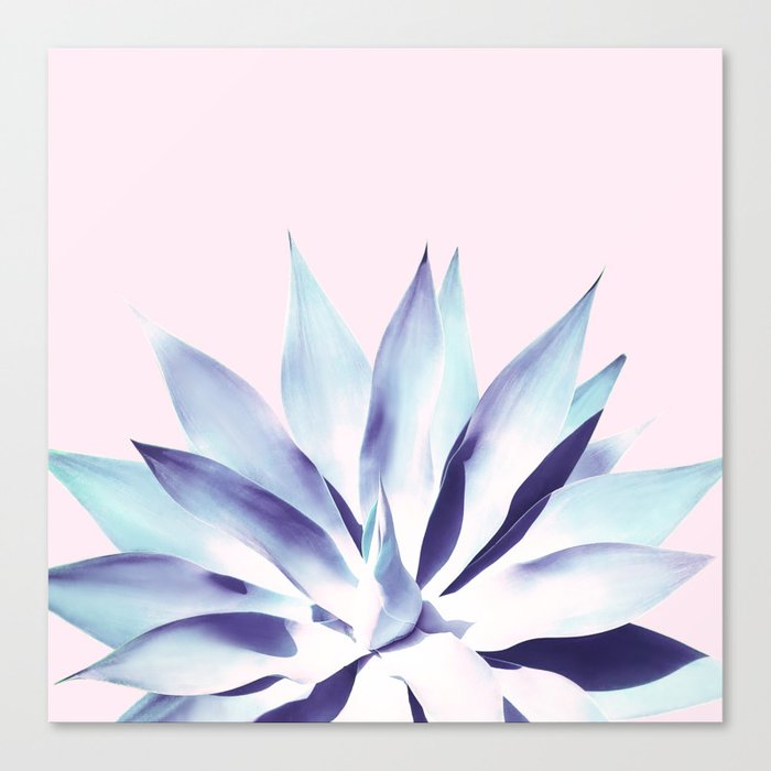 Solar Agave - Pastel blue on pink Canvas Print