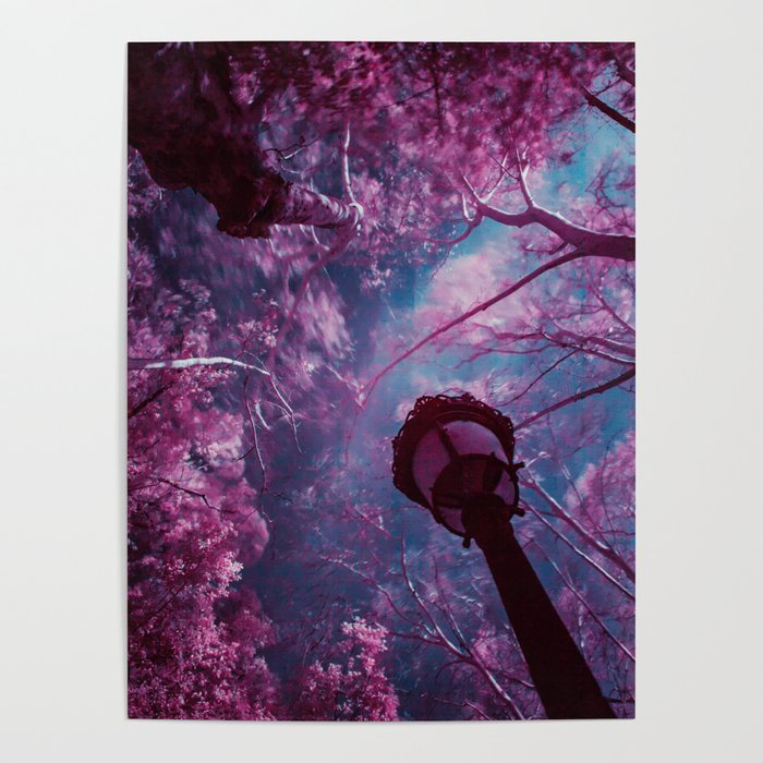Fairy tale spring; cherry blossom tree canopy in the park at sunrise color magical realism portrait photograph / photography Poster
