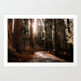 Walking Sequoia 4 Art Print