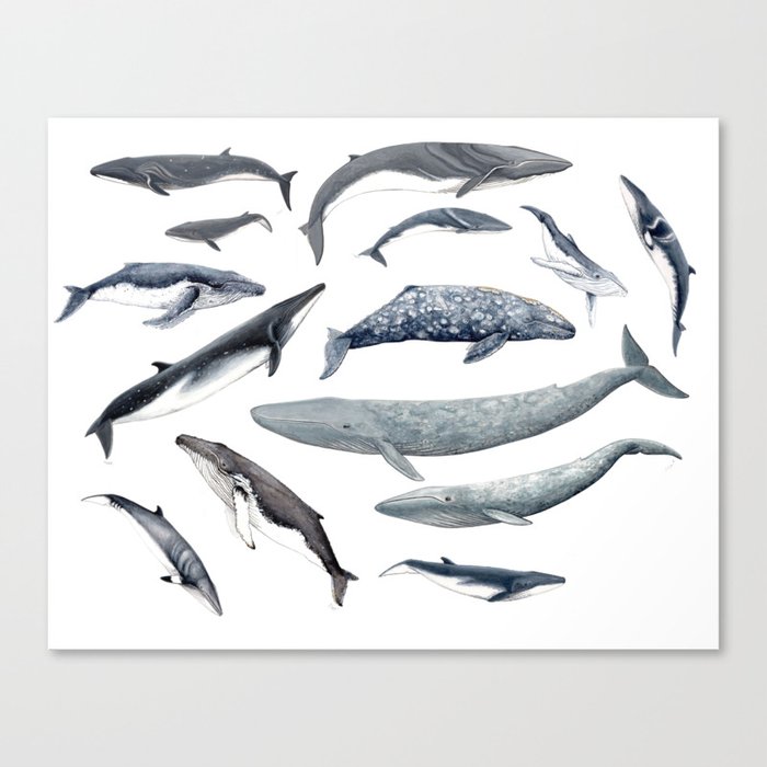 Whales all around Canvas Print