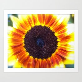 FLOWER POWER Art Print | Love, Photo, Nature, Abstract 
