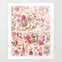 Adolphe Millot Fluers C : Vintage French Flower Chart rose pink Art Print