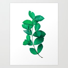 Green Leaves in White background Art Print