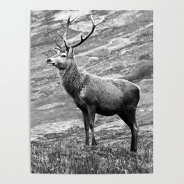 Stag b/w Poster
