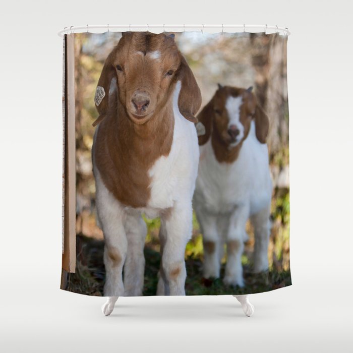 Two Young Brown White Goats Look  Shower Curtain