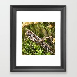 South Africa Photography - Insect In The Wilderness Framed Art Print