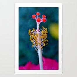 Hibiscus Art Print | Photo, Nature 