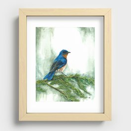 Western Bluebird Recessed Framed Print