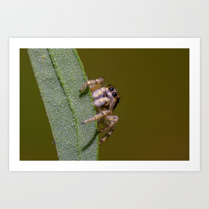 Tiny Jumping Spider Hanging Around. Photograph Art Print