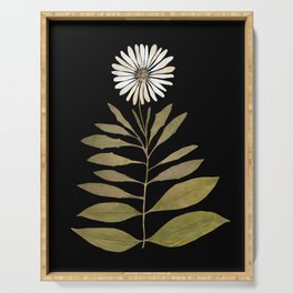 Beautiful real pressed white daisy herbarium  Serving Tray