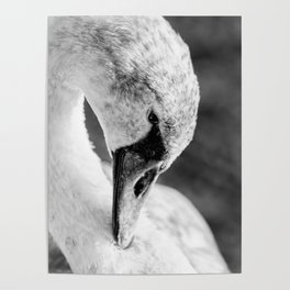 Swan close up Poster