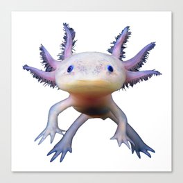 Axolotl Canvas Print