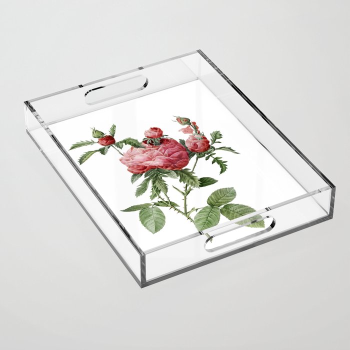 Vintage  Cabbage Rose Botanical Illustration on Pure White Acrylic Tray