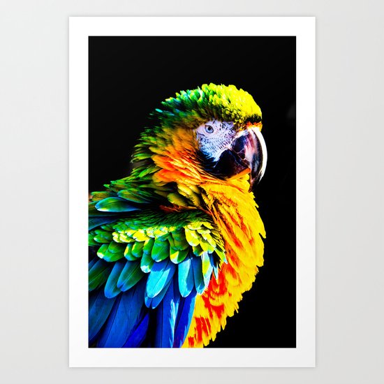 Macaw Art Print