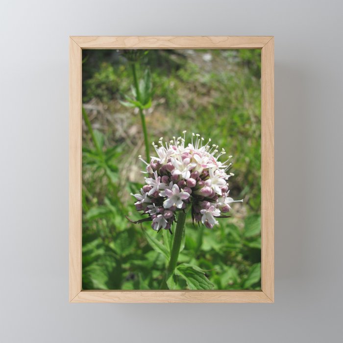 USA - ALASKA - Purple Flowers Framed Mini Art Print