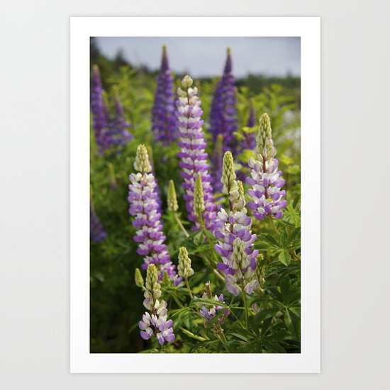 Alaskan Lupines Art Print