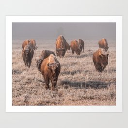 Frosty Bison Herd in the Morning Light Art Print